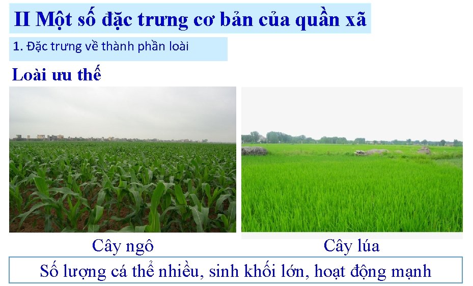 II Một số đặc trưng cơ bản của quần xã 1. Đặc trưng về