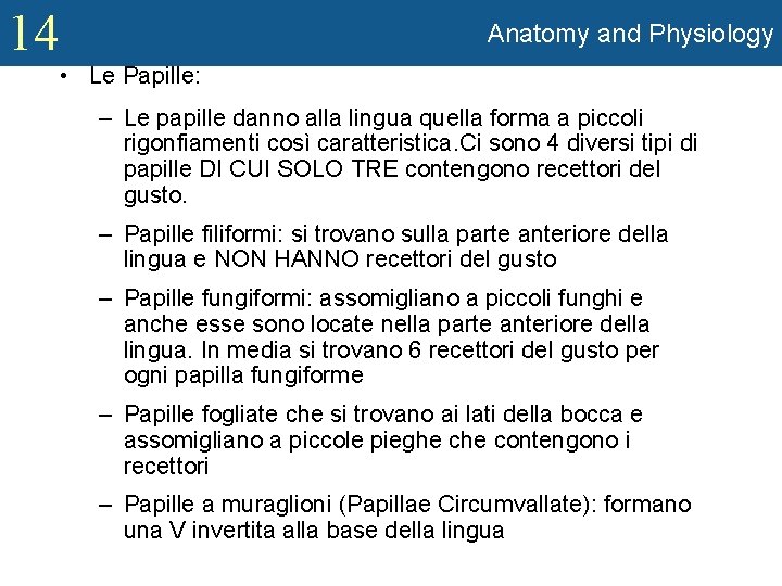 14 Anatomy and Physiology • Le Papille: – Le papille danno alla lingua quella