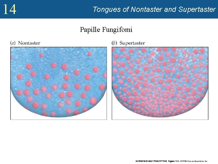 14 Tongues of Nontaster and Supertaster Papille Fungifomi 