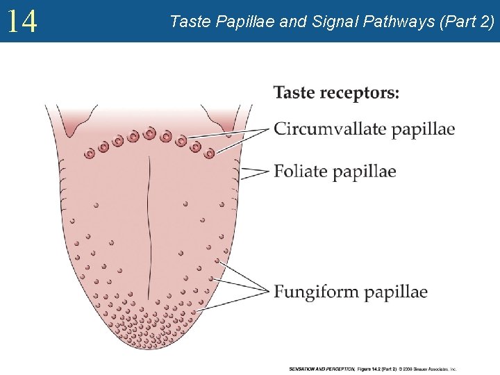 14 Taste Papillae and Signal Pathways (Part 2) 