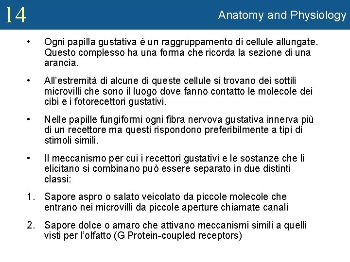 14 Anatomy and Physiology • Ogni papilla gustativa è un raggruppamento di cellule allungate.