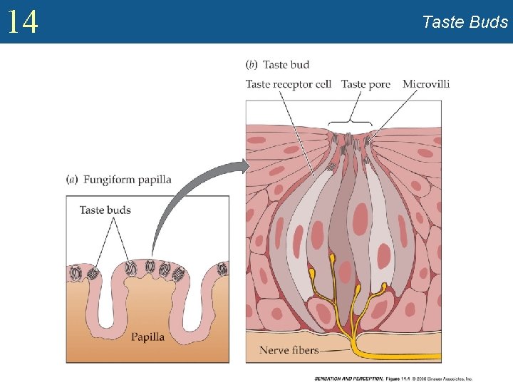 14 Taste Buds 