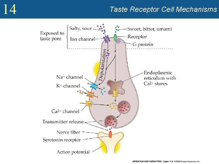 14 Taste Receptor Cell Mechanisms 