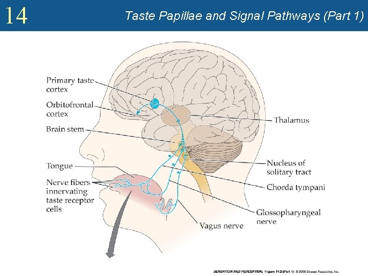 14 Taste Papillae and Signal Pathways (Part 1) 