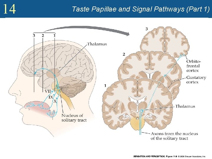 14 Taste Papillae and Signal Pathways (Part 1) 
