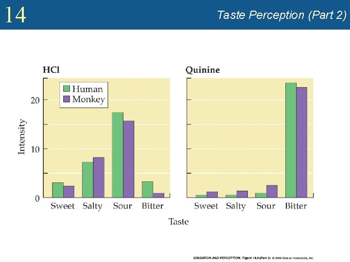 14 Taste Perception (Part 2) 