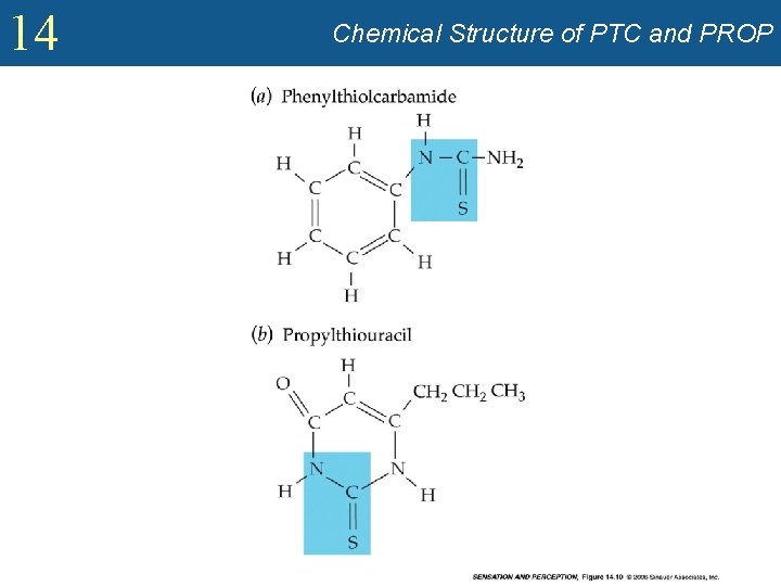 14 Chemical Structure of PTC and PROP 