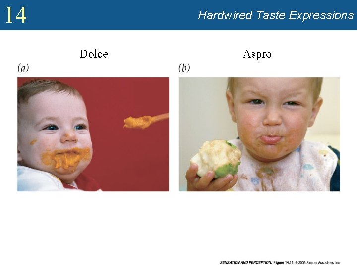 14 Hardwired Taste Expressions Dolce Aspro 