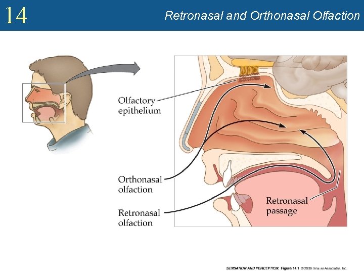 14 Retronasal and Orthonasal Olfaction 