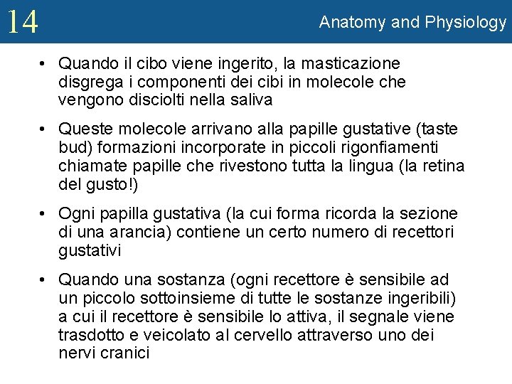 14 Anatomy and Physiology • Quando il cibo viene ingerito, la masticazione disgrega i