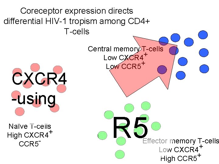 Coreceptor expression directs differential HIV-1 tropism among CD 4+ T-cells CXCR 4 -using Naïve