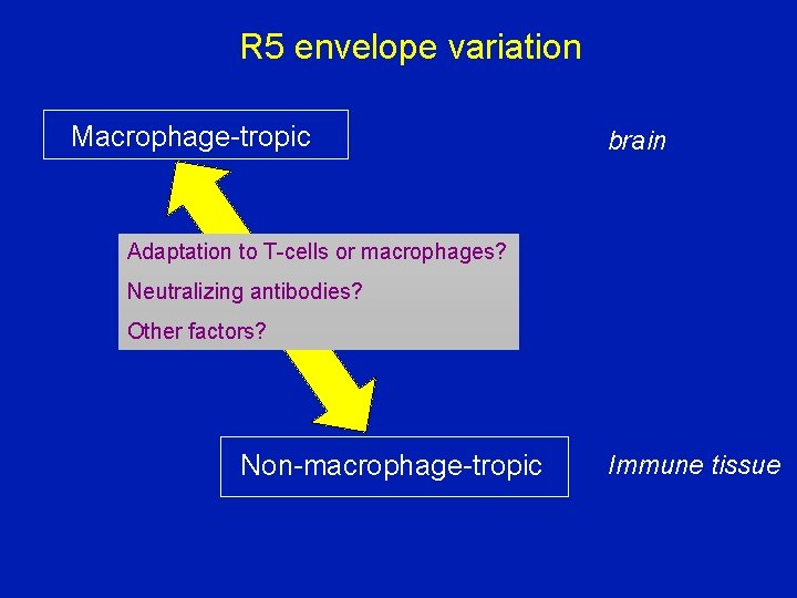 R 5 envelope variation Macrophage-tropic brain Adaptation to T-cells or macrophages? Neutralizing antibodies? Other
