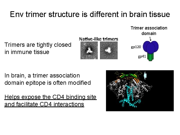 Env trimer structure is different in brain tissue Trimer association domain Trimers are tightly