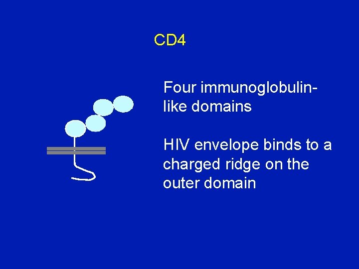 CD 4 Four immunoglobulinlike domains HIV envelope binds to a charged ridge on the