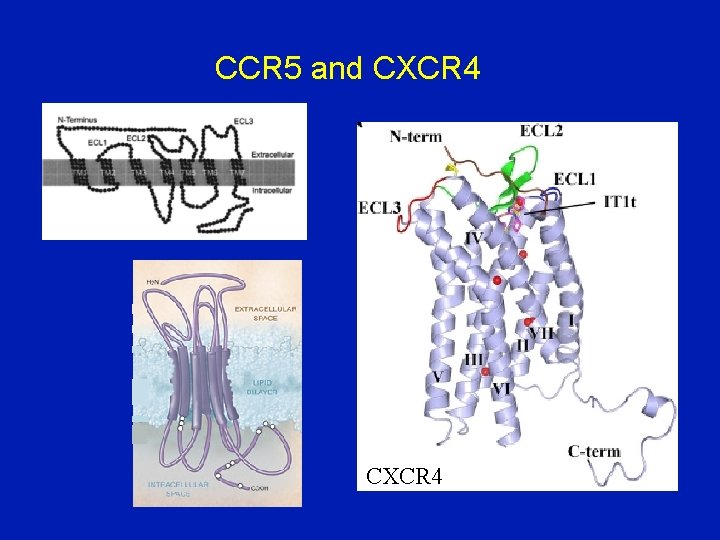 CCR 5 and CXCR 4 