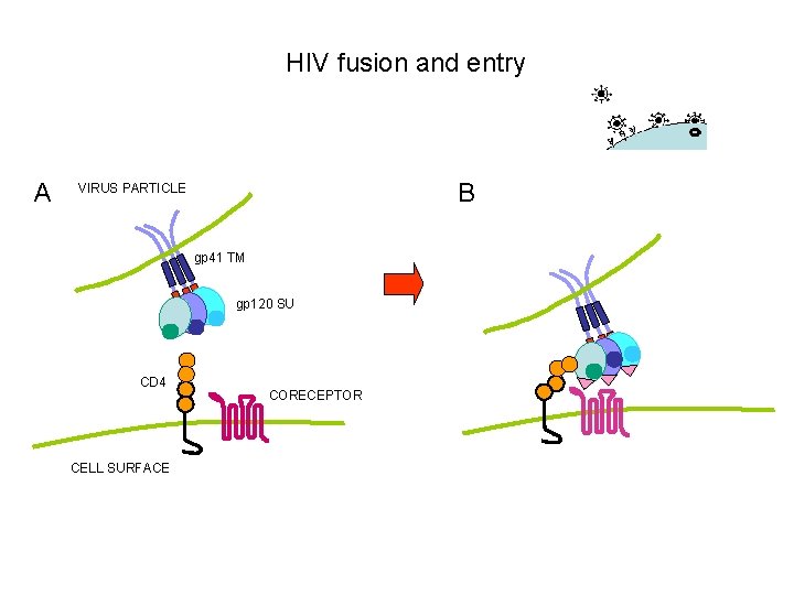 HIV fusion and entry A B VIRUS PARTICLE gp 41 TM gp 120 SU