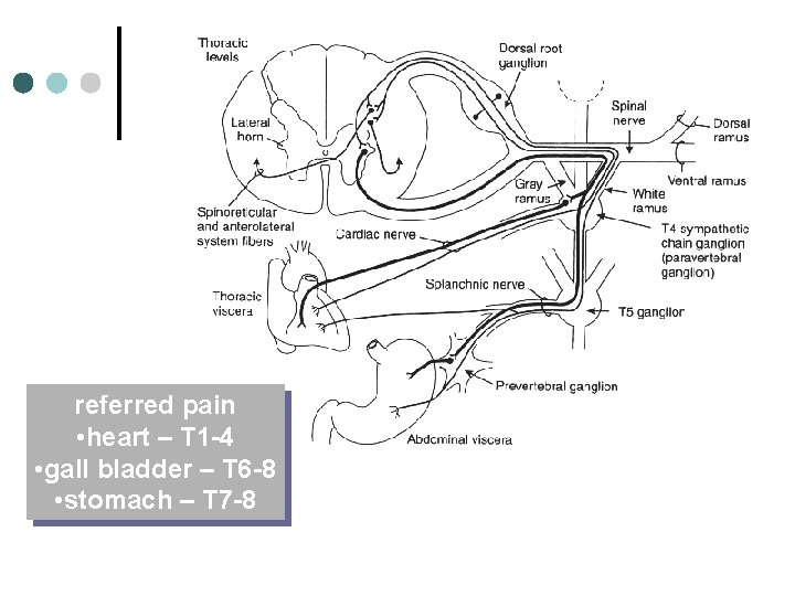 referred pain • heart – T 1 -4 • gall bladder – T 6