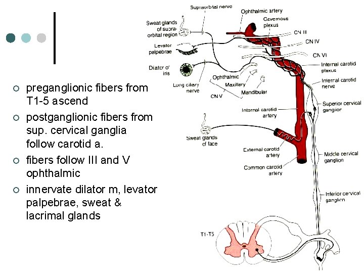 ¢ ¢ preganglionic fibers from T 1 -5 ascend postganglionic fibers from sup. cervical