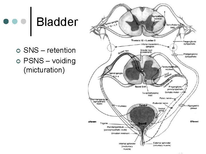 Bladder ¢ ¢ SNS – retention PSNS – voiding (micturation) 