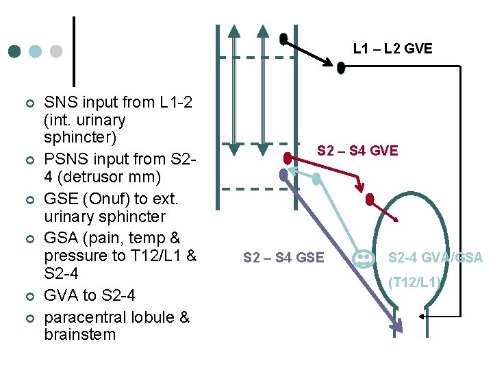 L 1 – L 2 GVE ¢ ¢ ¢ SNS input from L 1