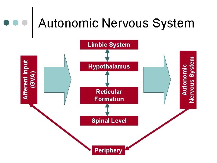 Autonomic Nervous System Hypothalamus Reticular Formation Spinal Level Periphery Autonomic Nervous System Afferent Input