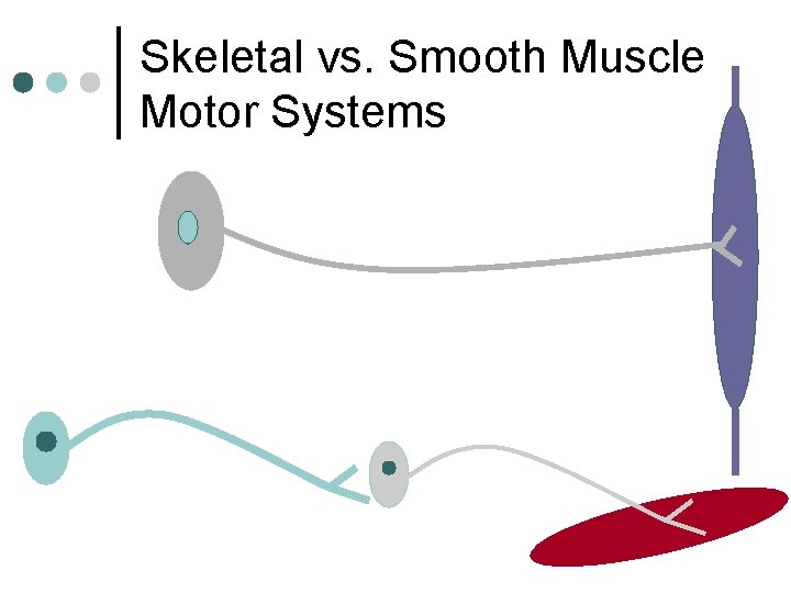 Skeletal vs. Smooth Muscle Motor Systems 