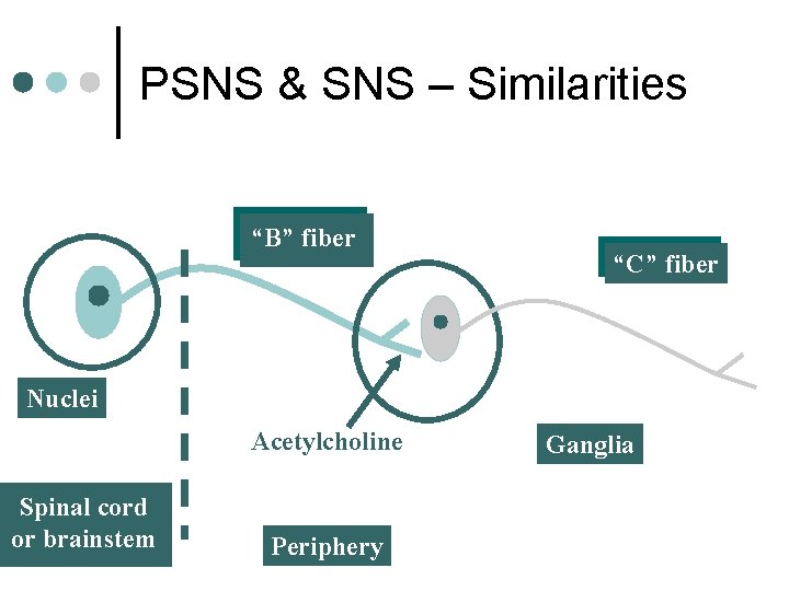 PSNS & SNS – Similarities “B” fiber “C” fiber Nuclei Acetylcholine Spinal cord or