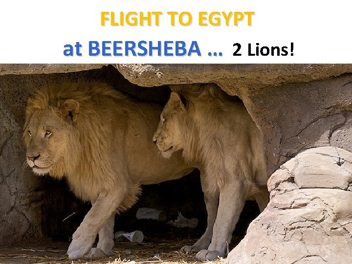 FLIGHT TO EGYPT at BEERSHEBA … 2 Lions! 