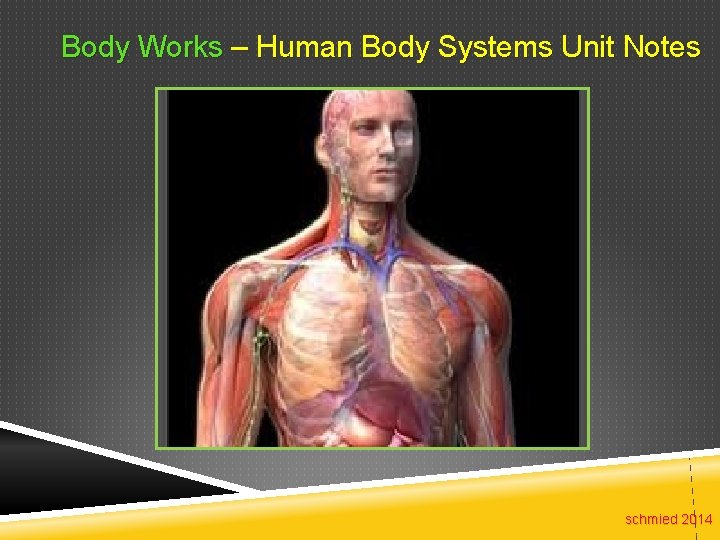 Body Works – Human Body Systems Unit Notes schmied 2014 