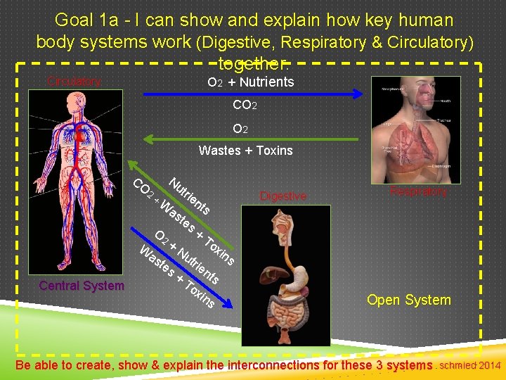 Goal 1 a - I can show and explain how key human body systems