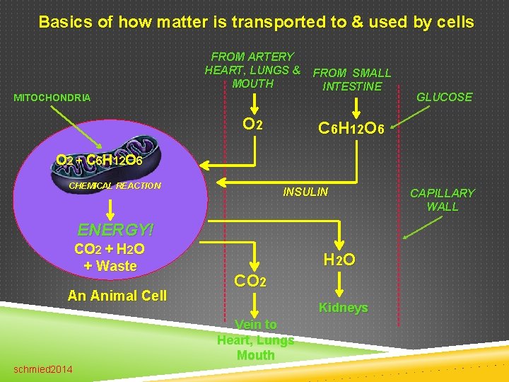 Basics of how matter is transported to & used by cells FROM ARTERY HEART,