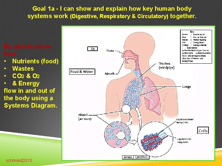 Goal 1 a - I can show and explain how key human body systems