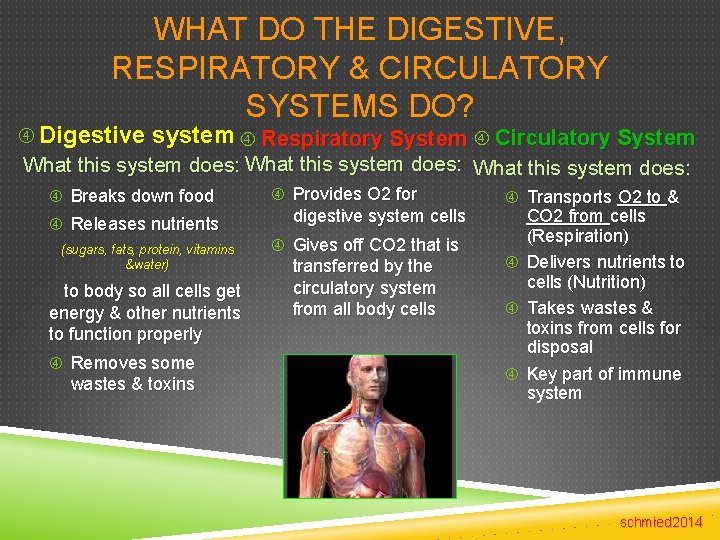 WHAT DO THE DIGESTIVE, RESPIRATORY & CIRCULATORY SYSTEMS DO? Digestive system Respiratory System Circulatory