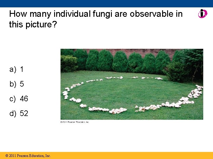 How many individual fungi are observable in this picture? a) 1 b) 5 c)