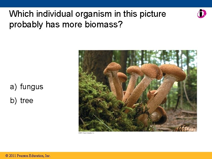 Which individual organism in this picture probably has more biomass? a) fungus b) tree