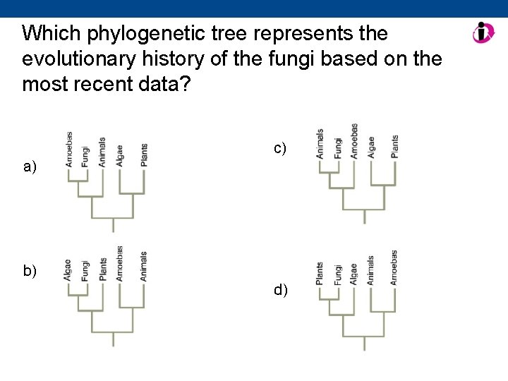Which phylogenetic tree represents the evolutionary history of the fungi based on the most
