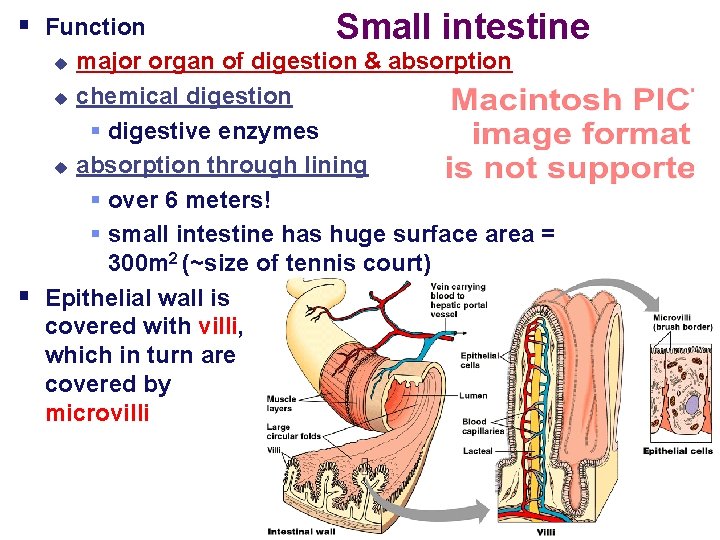 § Function major organ of digestion & absorption u chemical digestion § digestive enzymes