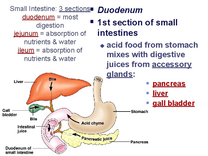 Small Intestine: 3 sections§ duodenum = most § digestion jejunum = absorption of nutrients