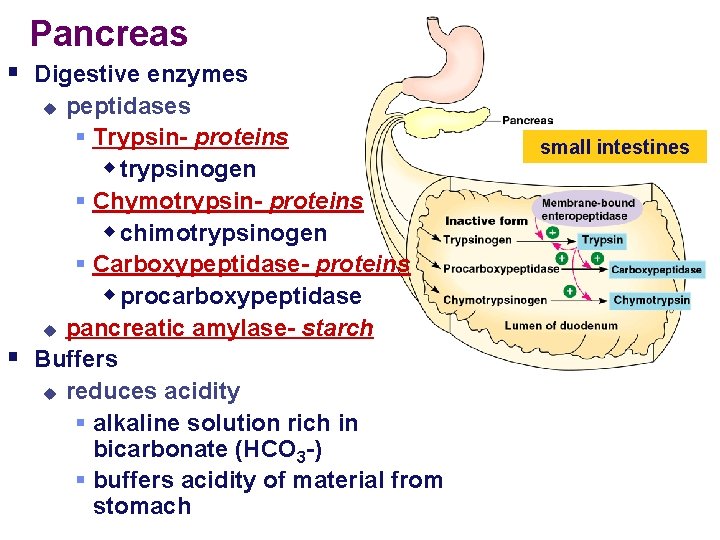 Pancreas § Digestive enzymes peptidases § Trypsin- proteins w trypsinogen § Chymotrypsin- proteins w