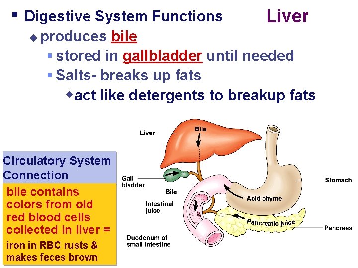 § Digestive System Functions u Liver produces bile § stored in gallbladder until needed
