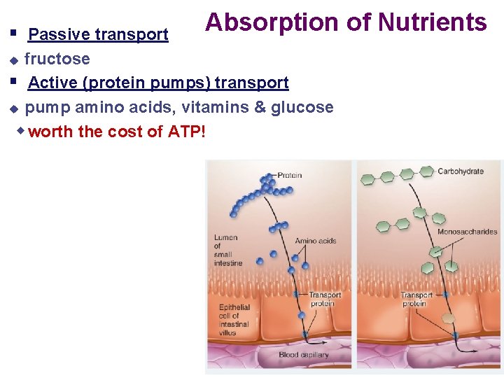 § Passive transport Absorption of Nutrients fructose § Active (protein pumps) transport u pump