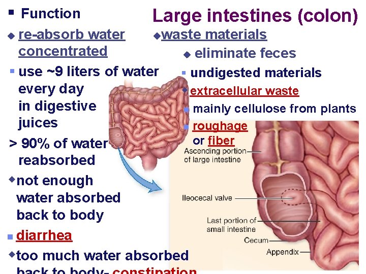 § Function Large intestines (colon) re-absorb water waste materials concentrated u eliminate feces §