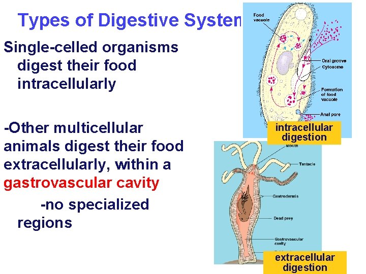 Types of Digestive Systems Single-celled organisms digest their food intracellularly -Other multicellular animals digest