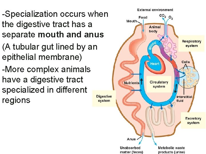 -Specialization occurs when the digestive tract has a separate mouth and anus (A tubular