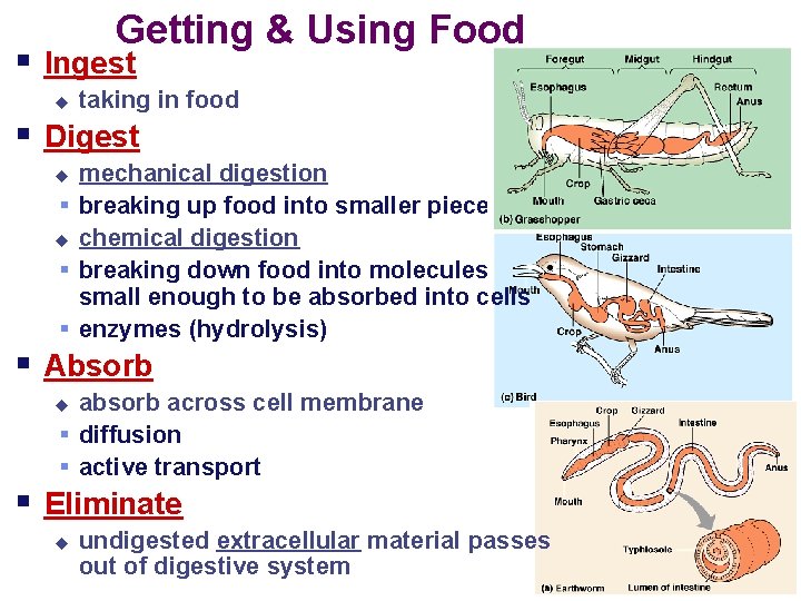 Getting & Using Food § Ingest u taking in food § Digest mechanical digestion