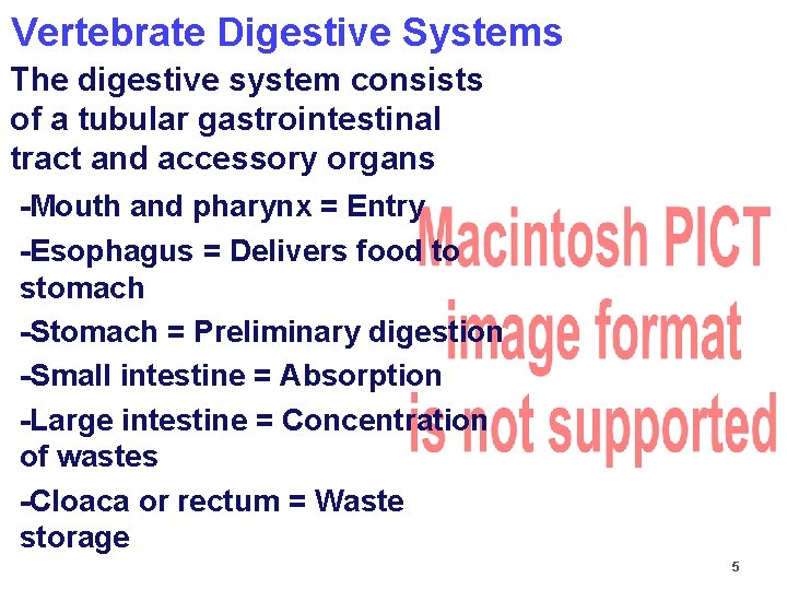Vertebrate Digestive Systems The digestive system consists of a tubular gastrointestinal tract and accessory
