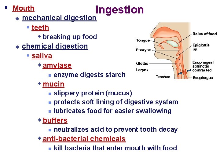 § Mouth u u Ingestion mechanical digestion § teeth w breaking up food chemical