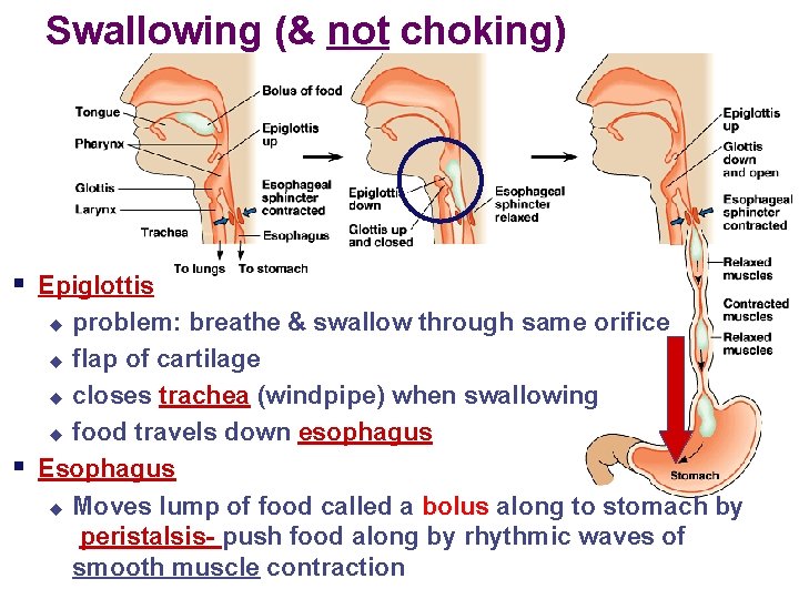 Swallowing (& not choking) § Epiglottis problem: breathe & swallow through same orifice u