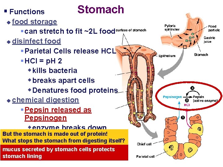 § Functions Stomach food storage § can stretch to fit ~2 L food u
