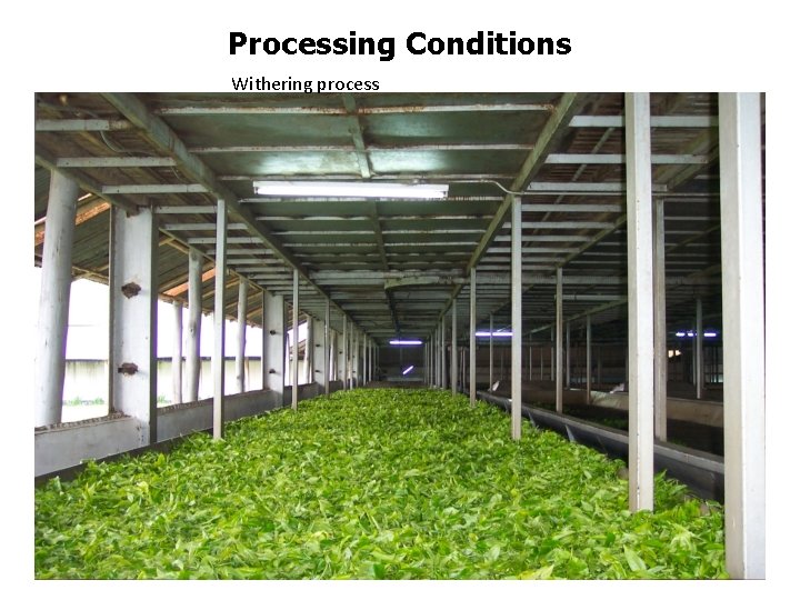 Processing Conditions Withering process Processing Conditions Withering process